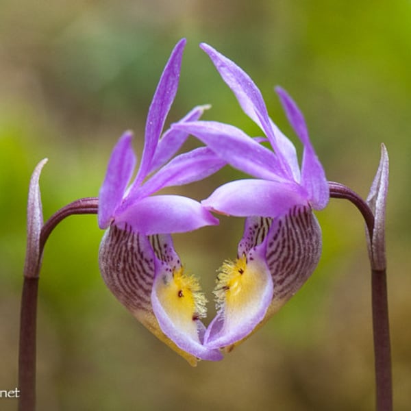 Fairy Slippers in the shape of a heart, Calypso Orchid, Montana Forest Flower, Greeting Card or Art Photographic Print