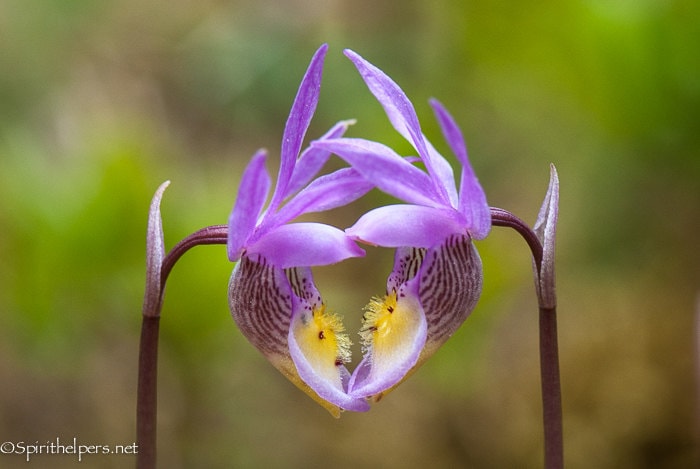 Fairy Slippers in the Shape of a Heart, Calypso Orchid, Montana Forest  Flower, Greeting Card or Art Photographic Print - Etsy