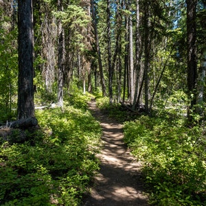 May include: A dirt path winds through a dense forest of tall, green trees. Sunlight filters through the canopy, creating dappled shadows on the ground.