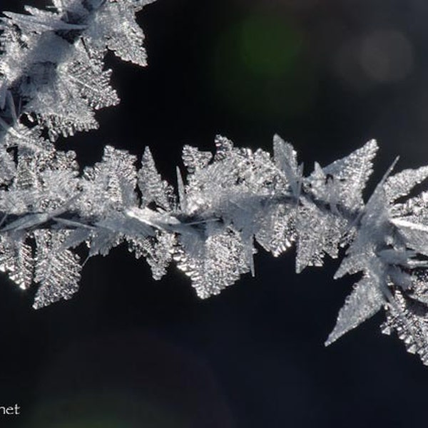 Graceful Branch Dressed in Winter's Ice Crystals, Winter Fairies, Magical Forest Detail, Photograph or Greeting card