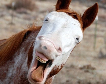 Laughing Horse, Talking Horse, Lively Horse, Funny Animal, Humor Photograph or Greeting card