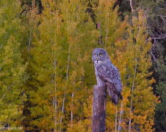 Autumn Great Gray Owl, Greeting card or Photograph