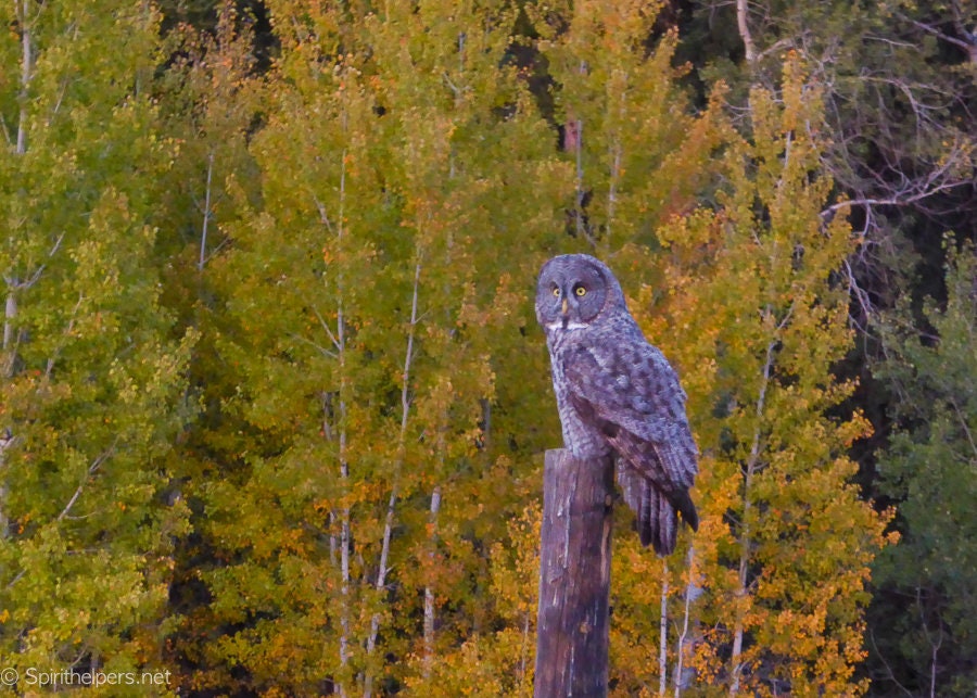 Autumn Great Gray Owl, Greeting card or Photograph