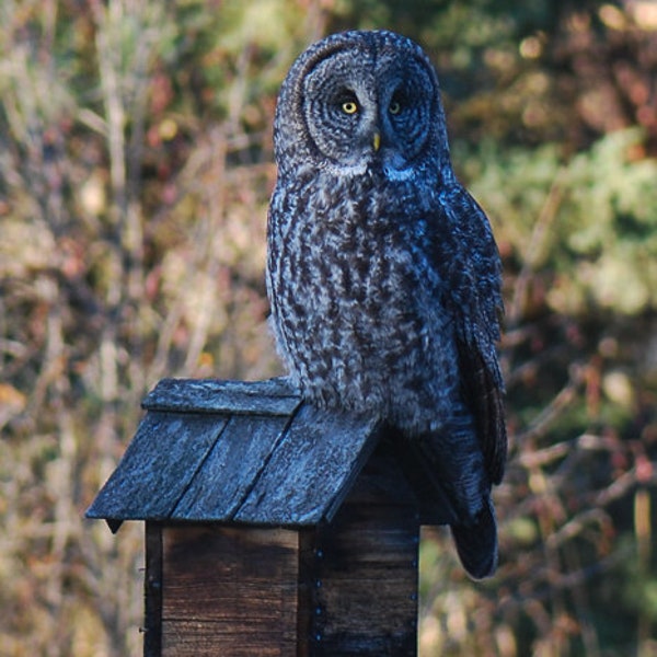 Great Gray Owl, Greeting Card or Photograph