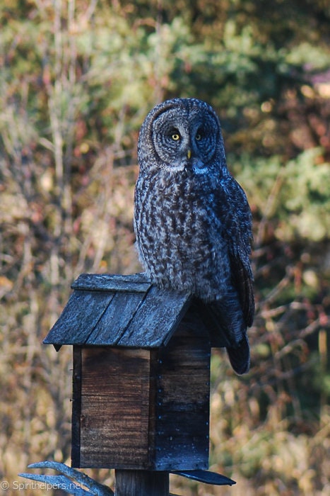 Great Gray Owl, Greeting Card or Photograph