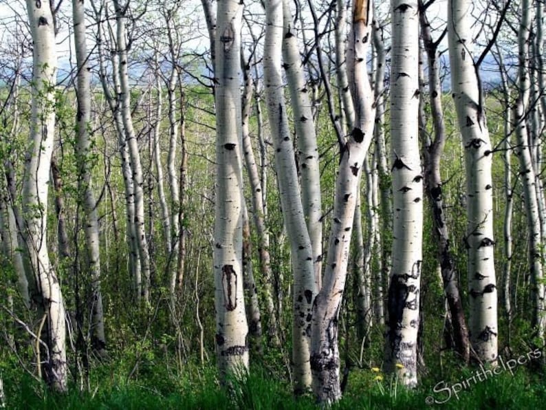 Lovely Aspens Tree photography Montana Forest Birch and Etsy