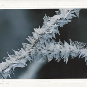 Forest Fairy Wings, Branch of Ice Crystals, Winter Magic, Photograph or Greeting card image 2