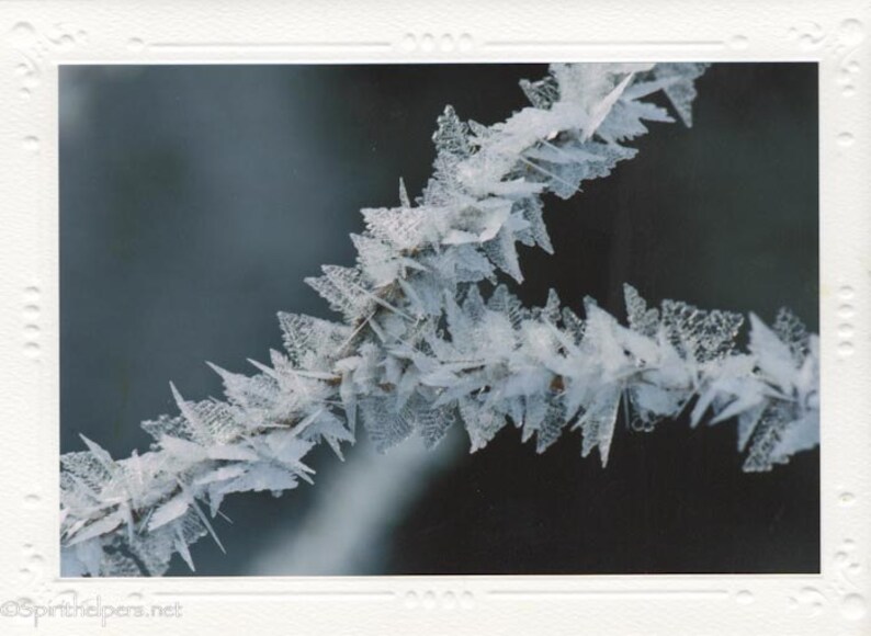 Forest Fairy Wings, Branch of Ice Crystals, Winter Magic, Photograph or Greeting card image 2