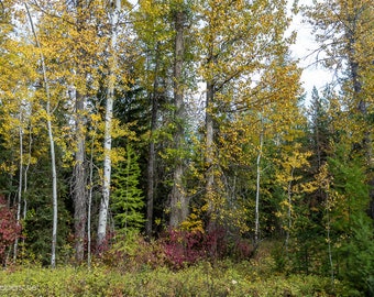 Autumn Forest, aspen trees, Greeting Card or Photograph