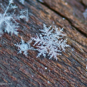 Snowflakes, Winter's Flowers, Stars from the Heavens, Montana Snowflakes, art quality Photograph or Greeting card image 1