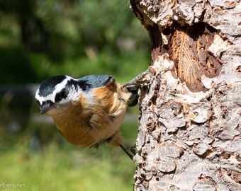 Little Red breasted Nuthatch, Photograph or Greeting card