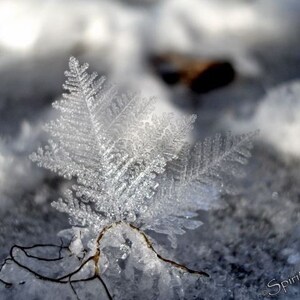 Ice crystal, Snow Flake, Delicate Beauty, Fine Art Winter Photograph, Winter Frost, Fairy Wings, Photograph or Greeting card