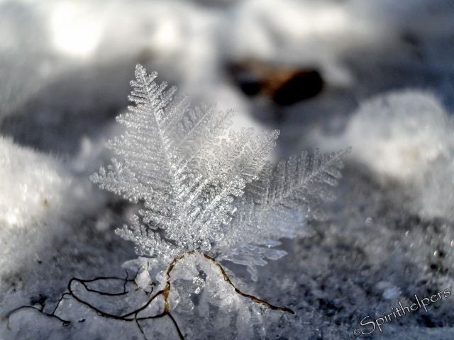 Ice crystal Snow Flake Delicate Beauty Fine Art Winter | Etsy