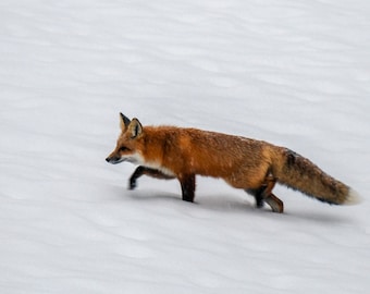 Fox passing through, Winter Fox, Greeting card or Photograph