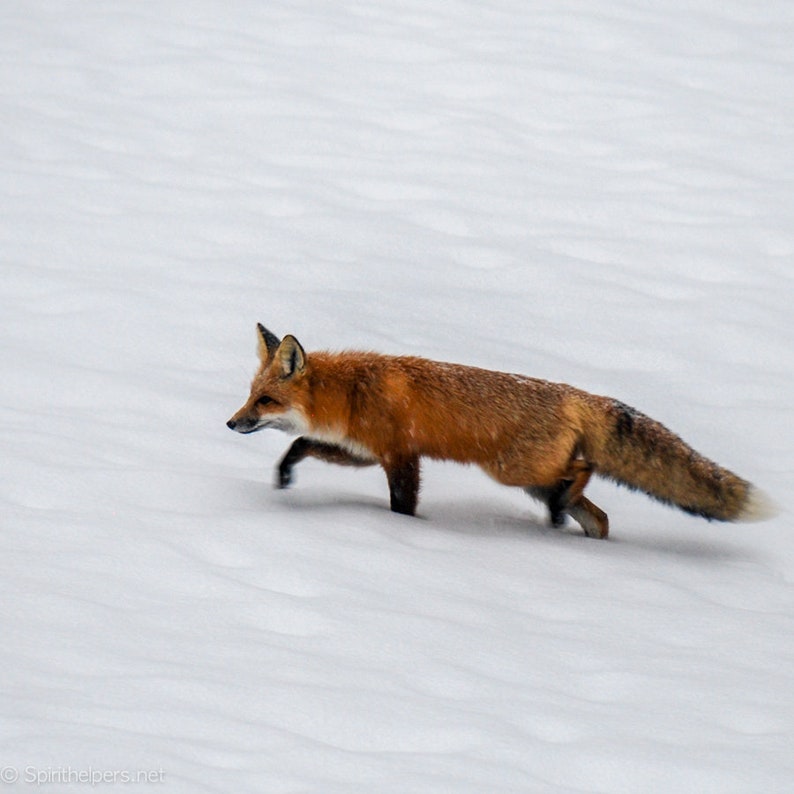 Fox passing through, Winter Fox, Greeting card or Photograph image 1