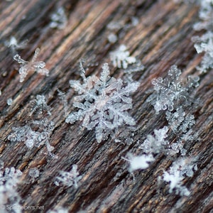 Tiny Snowflakes, Winter's Beauty, Ice Stars, Montana Snowflakes, Photograph or Greeting card