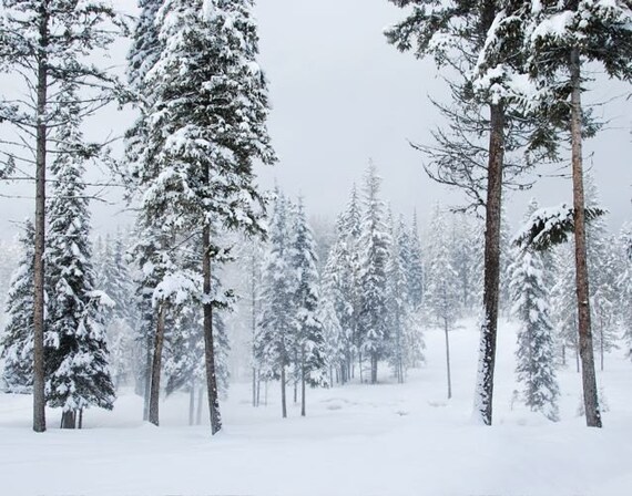 Winter Forest Snowy Realm Trees In A Snow Storm Landscapes Etsy