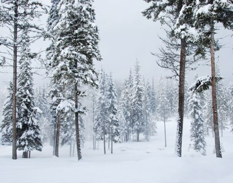 Winter Forest, Snowy Realm, Trees in a Snow Storm, landscapes of winter, Photograph or Greeting card image 1