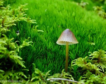 Sweet Being, Tiny Forest Mushroom, Mossy Realm, Forest Fungi, Fairy Realm, Photograph or Greeting card