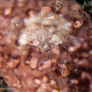 Ice Flowers, Nature's Magic, Photograph or Photograph on Greeting Card image 1