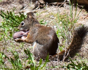 Mamma Squirrel and Baby Squirrel, Woodland Animals, Mother's Day, Birthday, New Born, So Tender