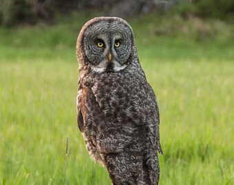 Great Grey Owl, Forest bird, Woodland Bird, Forest Magic, Totem Owl, Art Photograph or Greeting Card