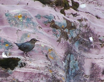 American Dipper, Water Bird, Nesting Season, Water Ouzel on Pink Rocks, Montana Rocks, Photograph or Greeting card