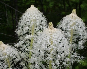 Beargrass Family, Montana Wild flowers, Xerophyllum tenax, White and Green Wild flowers, Flower Photograph or Greeting card