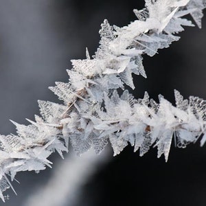 Forest Fairy Wings, Branch of Ice Crystals, Winter Magic, Photograph or Greeting card image 1