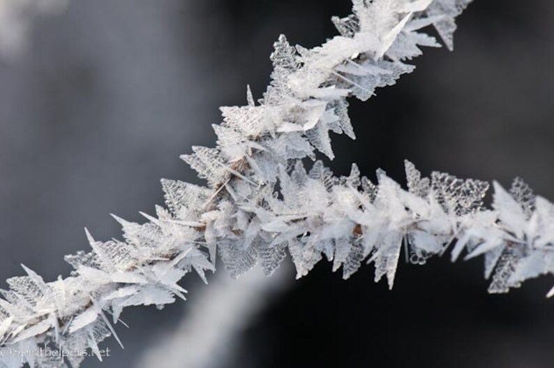 Forest Fairy Wings, Branch of Ice Crystals, Winter Magic, Photograph or Greeting card image 1