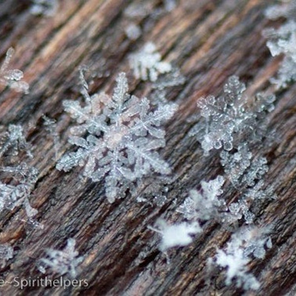 Tiny Snowflakes, Winter's Beauty, Ice Stars, Montana Snowflakes, Photograph or Greeting card