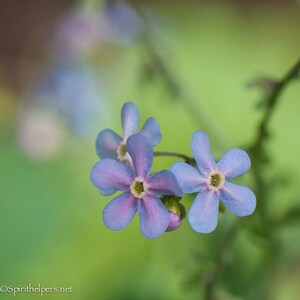 Graceful Forget-Me-Nots, TIny Blue Flowers, Sentimental Photography, Greeting Cards or Photographic Prints