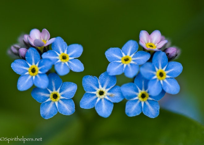 Forget Me Not Wildflowers Blue And Tiny Sentimental Flowers Etsy New Zealand