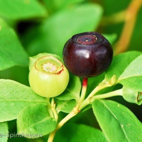 Wild Huckleberries, Wild Blueberries, Wild Food, Forest Food, Gourmet Food, Photograph or Greeting card