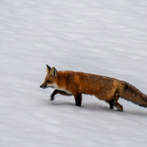 Fox passing through, Winter Fox, Greeting card or Photograph image 2