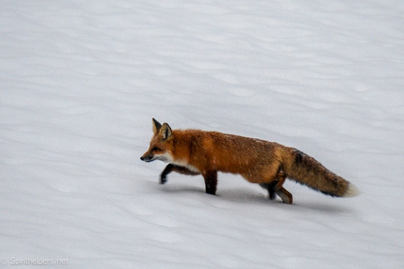 Fox passing through, Winter Fox, Greeting card or Photograph image 2