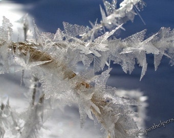 Ice Crystals, Winter Frost, Winter's Flowers, Like Wings Frozen in Time, Winter Beauty SIX Greeting Cards, Fine Art Photography