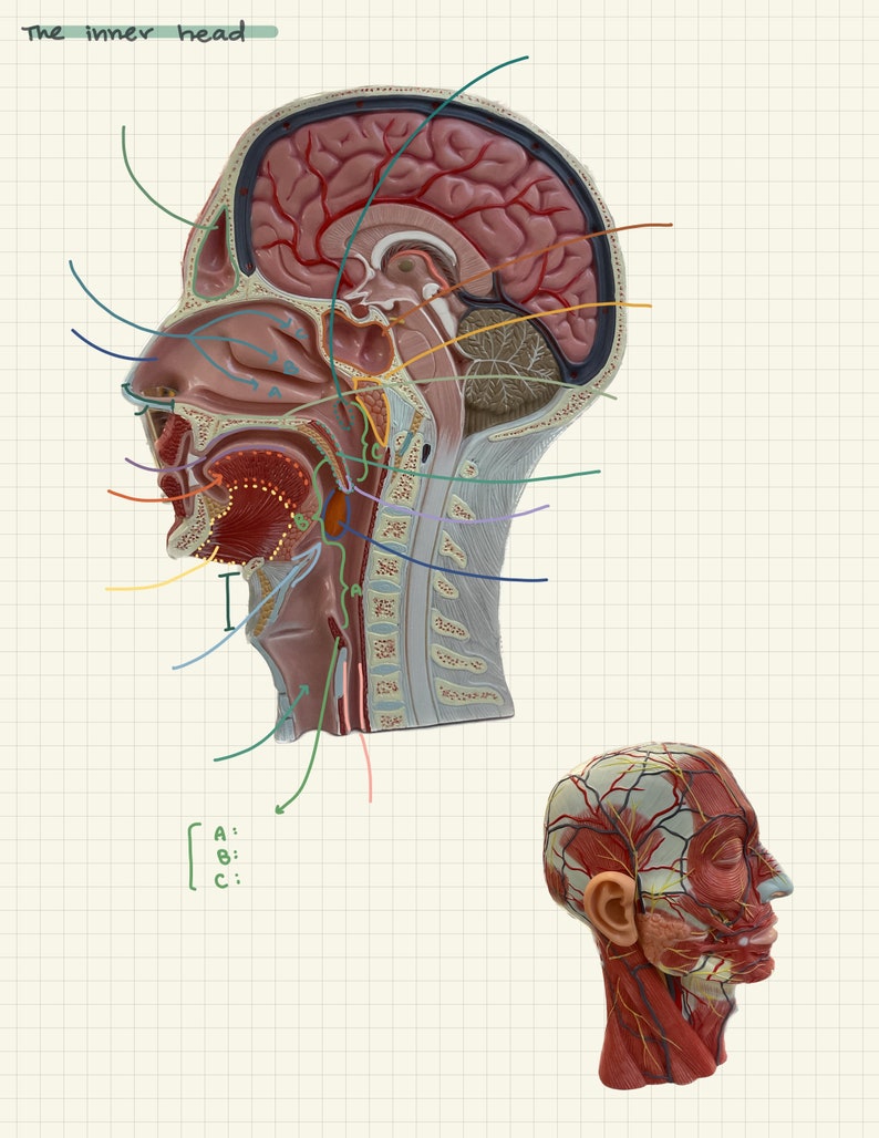 Digital Anatomy and Physiology Lab 1 Notebook - Pre Health Profession ...