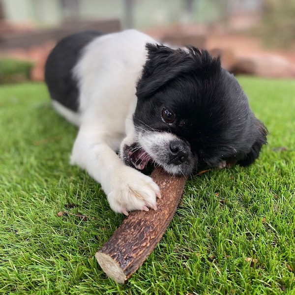 Elk Antler Dog Chews