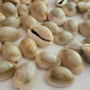 50 Cowrie Seashells, 1/2&quot; to 1&quot; Assortment
