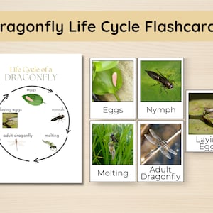 May include: A set of flashcards illustrating the life cycle of a dragonfly. The cards show the stages of the dragonfly's life, including eggs, nymph, molting, and adult dragonfly. The cards are printed on white paper with black text and images.