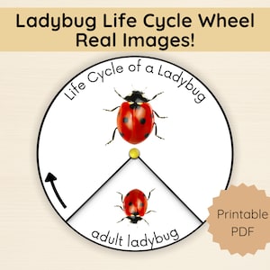 Ladybug Life Cycle Wheel Real Images Montessori Science Activity Unit Study Kindergarten Preschool Curriculum Homeschool Printable Education