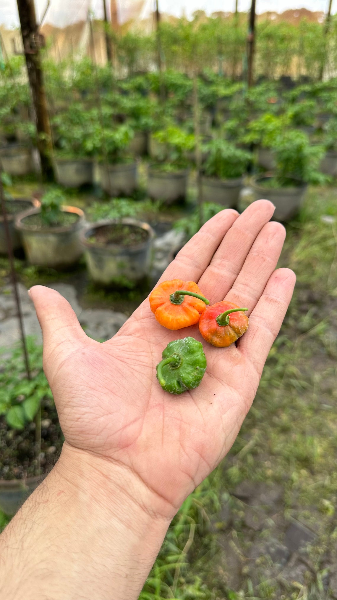 Semi Di Peperone AJI Dulce #1 - Dolce E Gustoso, 50 Semi Per Orto E Balcone - Foto 10