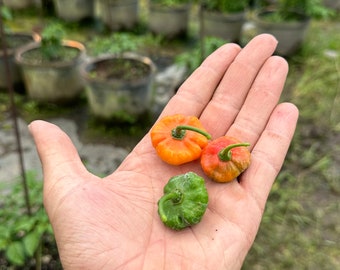 Aji cachucha / Aji dulce (sweet pepper)(fresh whole pepper)