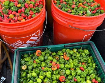 Aji cachucha / Aji dulce (sweet pepper)(fresh whole pepper)