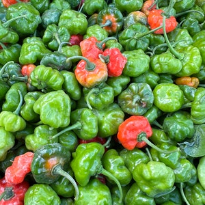May include: A close-up shot of a pile of fresh, green and red habanero peppers. The peppers have a bumpy texture and are in various stages of ripeness. Some are bright green, while others are turning orange or red.