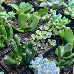 3 pack | indoor succulents | easy to grow plants