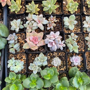 3 pack | outdoor succulents | easy to grow plants