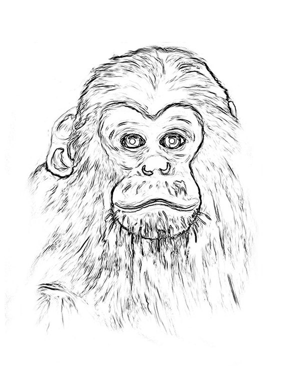 Chimp Coloring Pages Coloring Pages