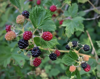 May include: Close-up of a blackberry branch with green leaves and various stages of ripening berries. Berries range in color from green and pink to deep red and black. The image is set against a blurred green background.